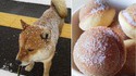 Shibeignet Inu
