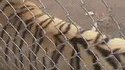 Gentil tigre
