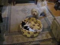 Comme chat et chien 7