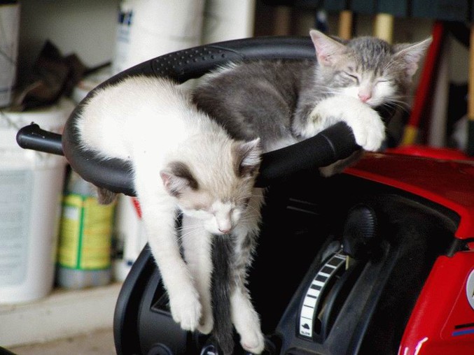 Deux chats qui dorment dans une position sûrement inconfortable.