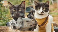 Chats vs zombies