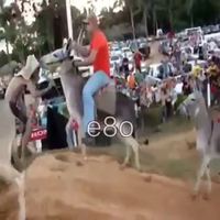 Course d'ânes qui finit en débandade et rire de hyène