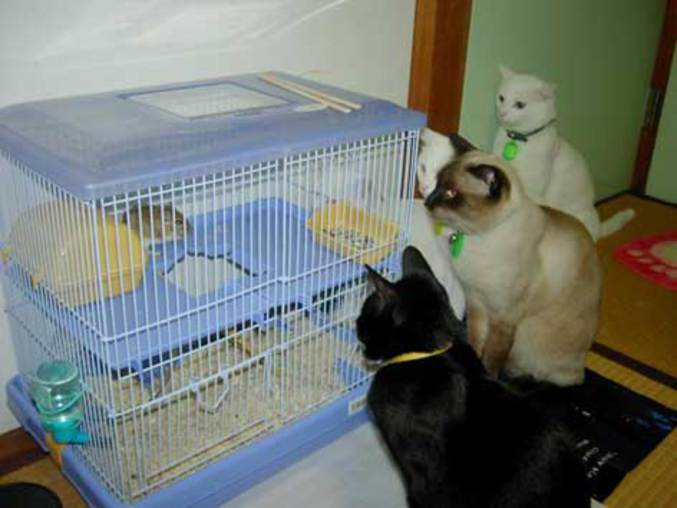Des chats qui surveillent un pauvre hamster seul dans sa cage.