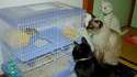 Hamster en stress
