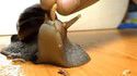 Les escargots, c'est rien que des salauds!