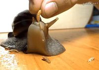 Les escargots, c'est rien que des salauds!