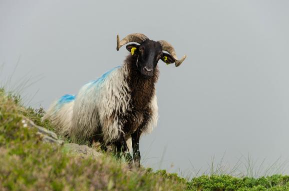 Les brebis d\'Élise Thébault sont des Manech tête noire, une race locale des Pyrénées.