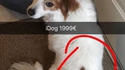 iDog