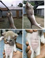 Se préparer pour les JO