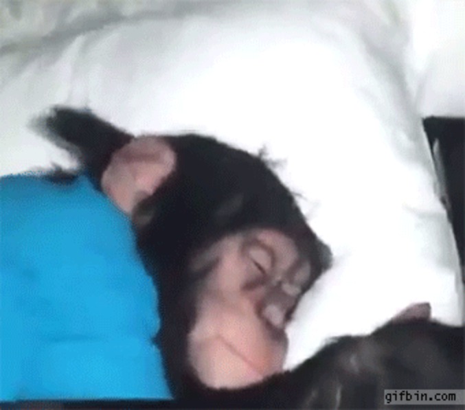 Le réveil difficile d'un chimpanzé