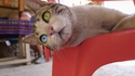 Chat aux yeux pers