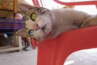 Chat aux yeux pers