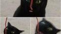 Acheter une nouvelle friandise pour chat
