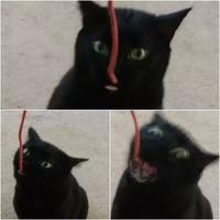 Acheter une nouvelle friandise pour chat