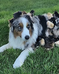 Tu cherches des poussins en manque de câlins ?
