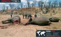 Navrant : Massacre d'éléphants par des braconniers pour l'ivoire