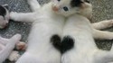 Coeur noir