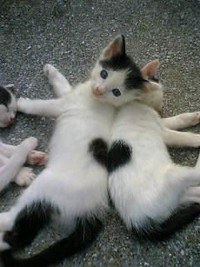 Coeur noir