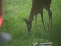 Bambi mange un oiseau