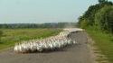 Invasion