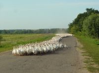 Invasion