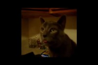 Chatchoum !