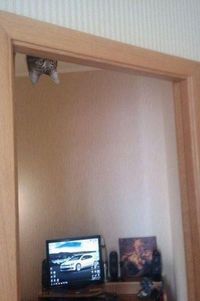 Chat espion