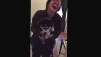 Lalala husky