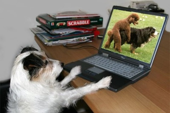 Un chien qui matte des cochonneries sur internet.