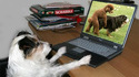 Chien pervers