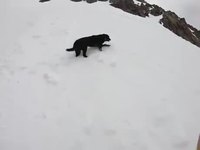 Descente en snowboard