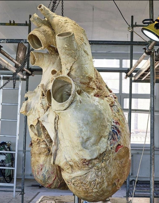 L’incroyable cœur d'une baleine bleue, le plus grand animal de la planète ! 
Pesant environ 400 kg (1m52 x 1m21 x 1m21 pour la partie muscle), son cœur est en effet si gros que ses battements peuvent être entendus à plus de 3 km !
Il met en circulation près de 10 000 litres de sang !
Les techniciens du Royal Ontario Museum (Toronto) ont pu conserver le spécimen après qu'une carcasse du mammifère se soit échouée à Terre-Neuve.