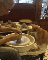 le chat potier