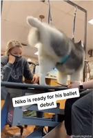 Un deux trois pas chassé 