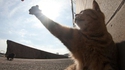Et Dieu créa le chat.