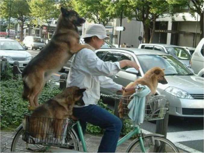 Un transport de 3 chiens à vélo.