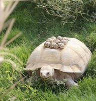 La maman tortue ira toujours au pas