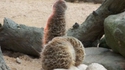A la recherche des phallus perdus 43