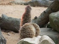 A la recherche des phallus perdus 43