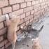 Chatons geckos