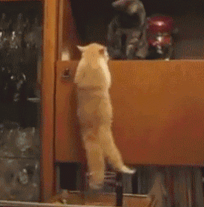 Un chat essaye de rejoindre son pote sur l'étagère.