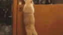 Bêtises de chat