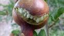 Le fruit du grenadier