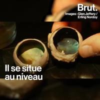 Le yeux du renne .