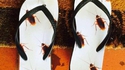 Sandales blattoptères