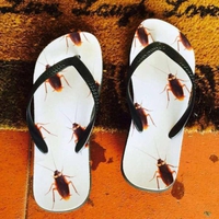 Sandales blattoptères