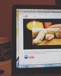 Détendre son chat par la musique