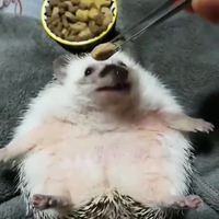 Nourrir un hérisson