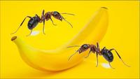 Que vont faire les fourmis à une banane pendant 24 heures? Timelapse avec des fourmis.