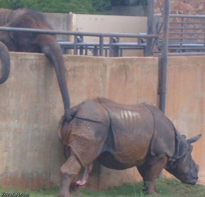Un éléphant aide un rhinocéros dans une tâche ingrate.